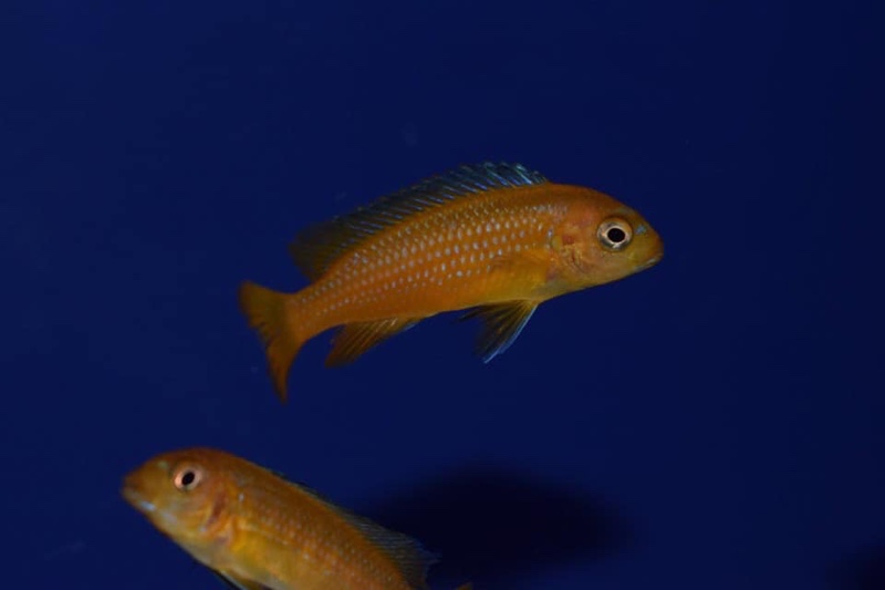 Pseudotropheus interruptus 'Chiwi Rocks'